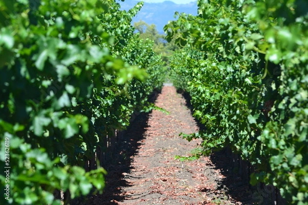 Obraz row of grapes in vineyard