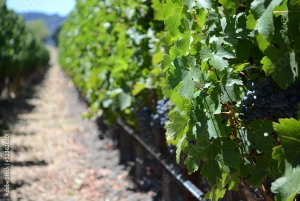 Fototapeta grape vines in the vineyard