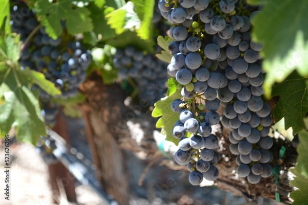 Obraz bunch of grapes on vine
