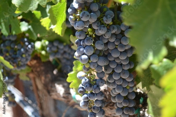 Obraz grapes on vine
