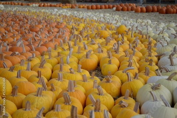 Obraz rows of colorful autumn pumpkins in a field