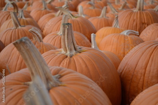 Obraz pile of pumpkins on a farm