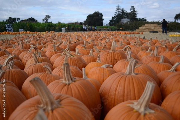 Obraz rows of orange pumpkins in a field