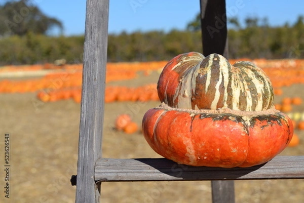 Obraz pumpkin on a ladder
