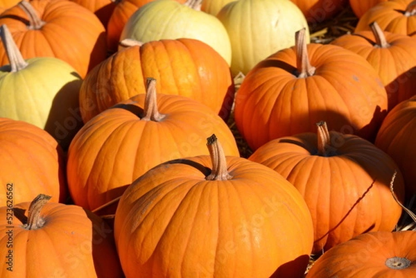 Obraz pile of colorful pumpkins at pumpkin farm