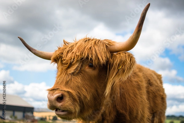 Fototapeta scottish highland cow