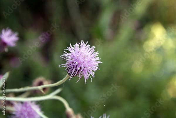 Obraz flowers in the garden