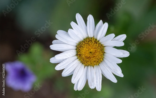 Obraz daisy flower
