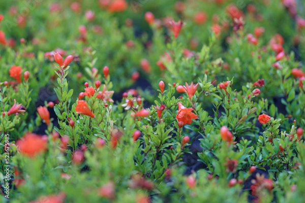 Fototapeta Closeup of blooming pomegranate trees with flowers and fruits in pots in plant nursery in Georgia organically grown ready for transplant, selective soft focus. Gardening concept. 