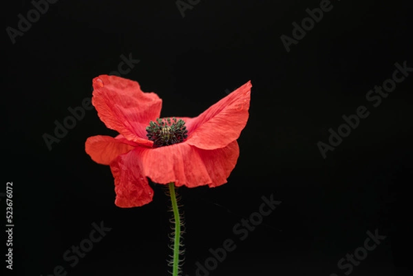 Obraz red poppy flower