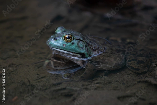 Obraz frog in the water