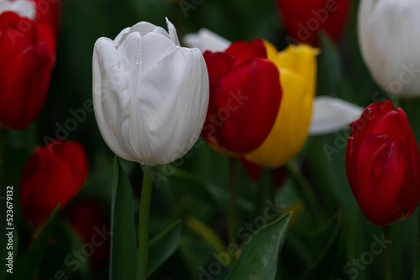 Obraz red and yellow tulips