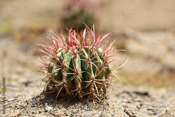 Fototapeta A small barrel cactus with red flowers sprouting on top. fire barrel cactus.