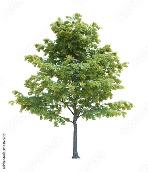 Fototapeta Nature object tree isolated  white  background