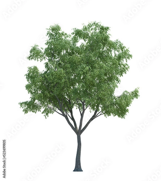 Obraz Nature object tree isolated  white  background