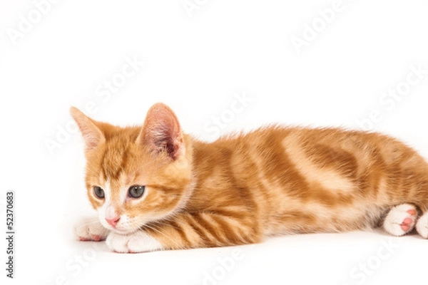 Fototapeta Little red kitten, lying on the ground.