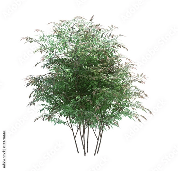 Obraz 3d Render Brush Tree Isolated  on white