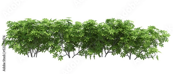 Obraz 3d Render Brush Tree Isolated  on white