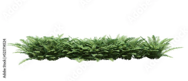 Obraz 3d Render Brush Tree Isolated  on white