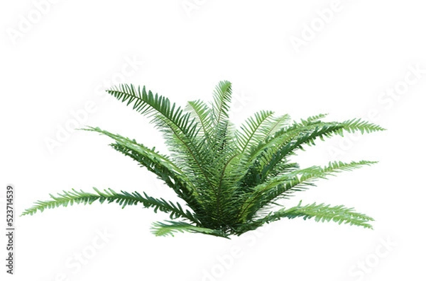 Obraz 3d Render Brush Tree Isolated  on white
