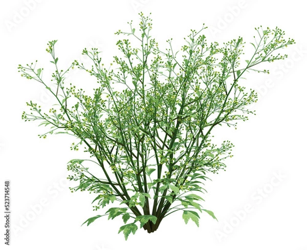 Obraz 3d Render Brush Tree Isolated  on white