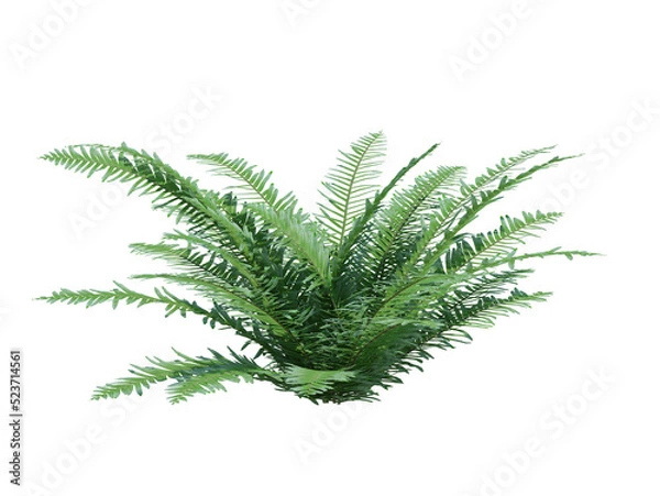 Obraz 3d Render Brush Tree Isolated  on white