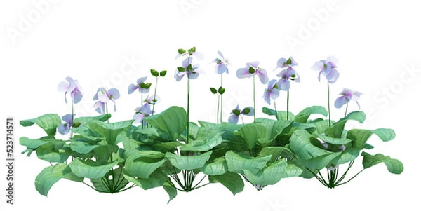 Obraz 3d Render Pond Tree Isolated  on white