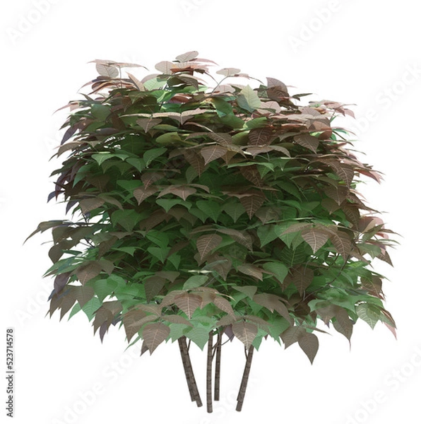 Obraz 3d Render Brush Tree Isolated  on white