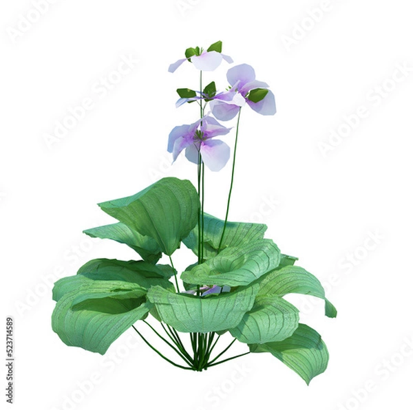 Obraz 3d Render Brush Tree Isolated  on white