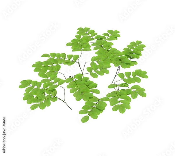 Obraz 3d Render Pond Tree Isolated  on white
