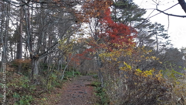 Fototapeta 五色沼自然探勝路の紅葉
