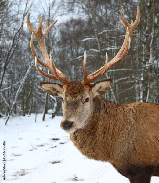 Obraz Rothirsch / Red deer / Cervus elaphus