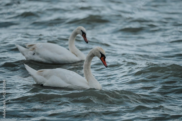 Obraz swans swimmig in Lake Balaton