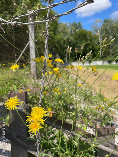 Obraz Flowers growing against barbed wire
