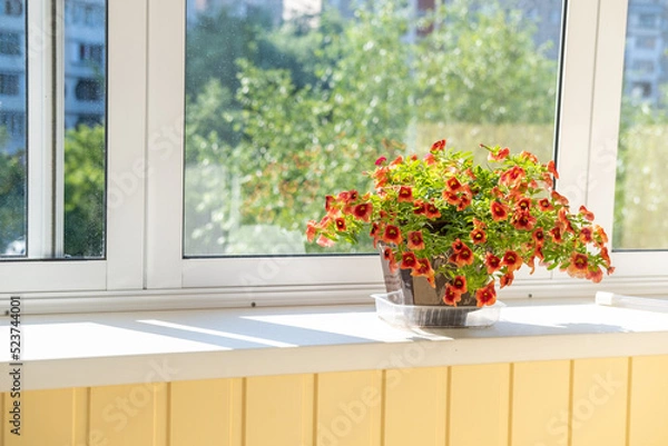 Fototapeta A group of colorful red-orange flowers, tropical, juicy flowering plants in a decorative pot on the windowsill on balcony