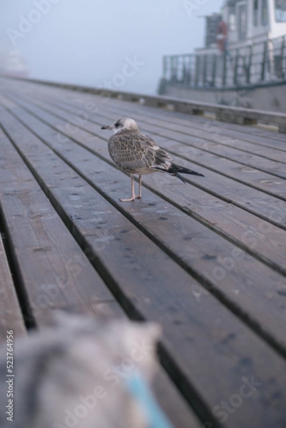 Obraz Baby seagull IX