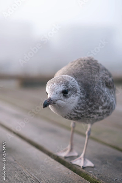 Obraz Baby seagull V