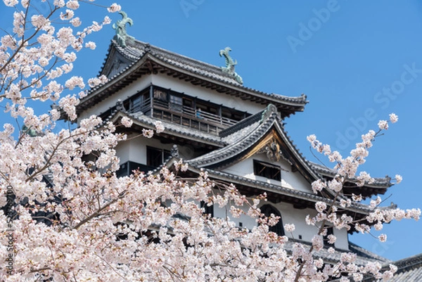 Fototapeta 松江城天守閣と桜のイメージ