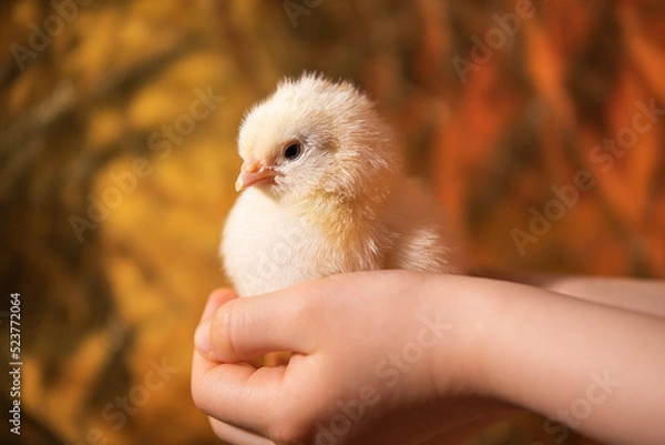 Obraz Pisklę kremowe