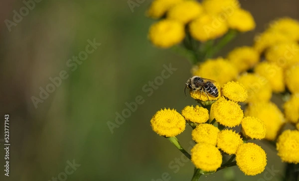Obraz Rainfarn mit Wildbiene
