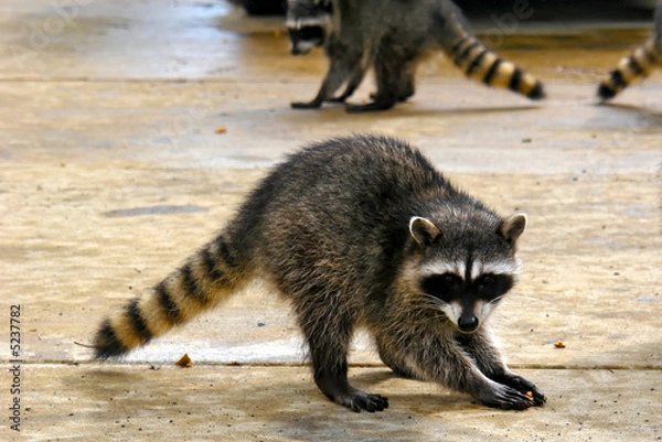Obraz Raccoons