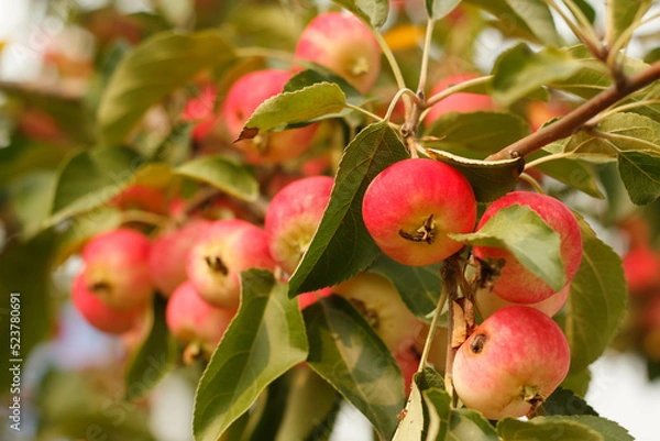 Obraz Apples on tree,  New harvest.
