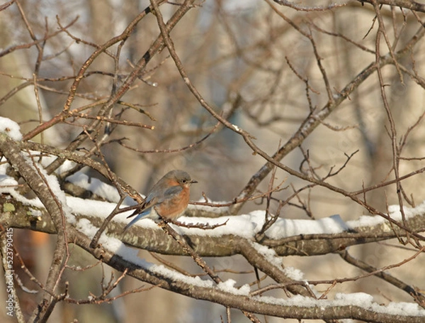 Obraz Bluebird on Snowy Branch