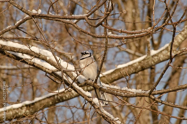 Obraz Bluejay in Winter 