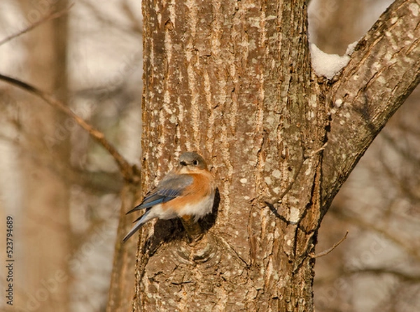Fototapeta Bluebird on tree