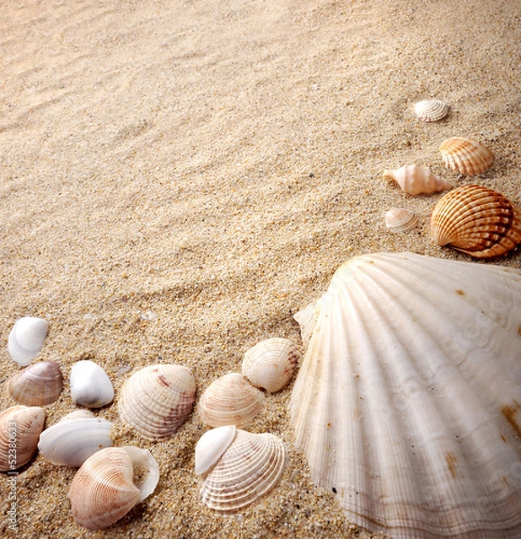 Obraz shells on sand