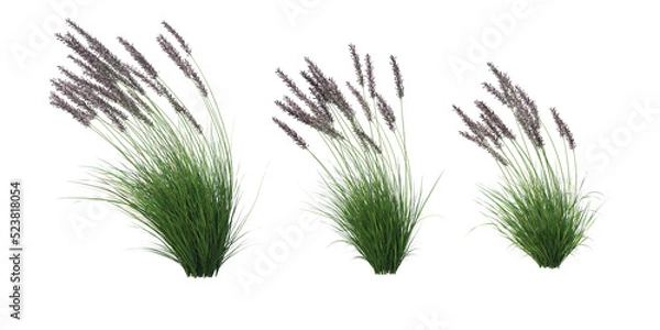 Fototapeta Grass on a transparent background
