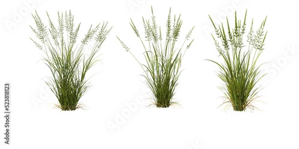 Obraz Grass on a transparent background
