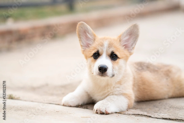 Fototapeta Corgi puppy dog sitting in summer sunny day