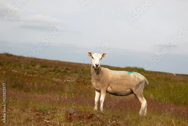 Obraz sheep in the field